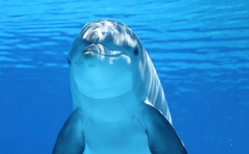 Google представила новую модель искусственного интеллекта DolphinGemma, способную анализировать и во...