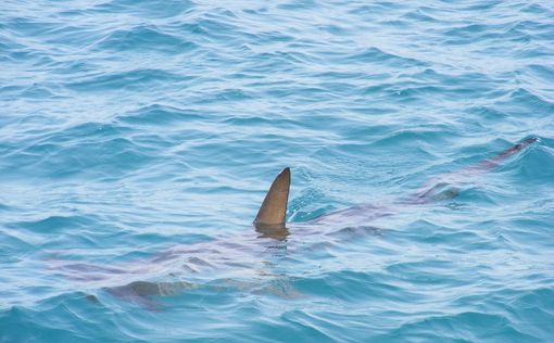 После нападения акулы на мужчину в Хадере израильские морские биологи рассказали, как снизить риск в...