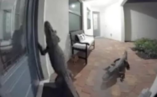 Во Флориде пара аллигаторов стала необычными гостями для жителей одного дома. На видео, ставшем попу...