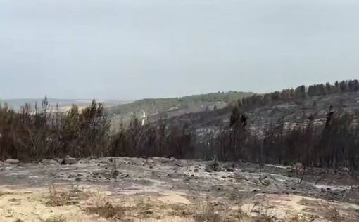 Лесные пожары в окрестностях Бейт-Шемеша и Реховота вызвали значительный урон природе: по данным Евр...