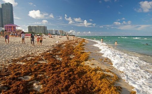 Токсичные водоросли привели к гибели более 200 видов морских животных у берегов Южной Австралии. Эко...