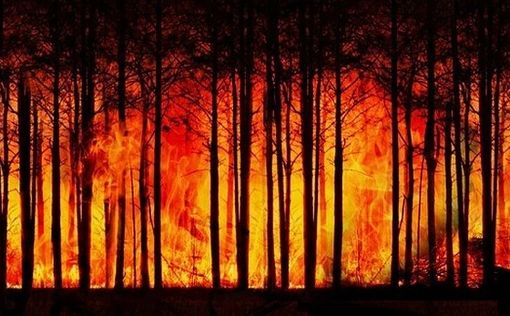 Масштабные лесные пожары охватили район Бейт-Шемеша, расположенный к западу от Иерусалима, и продолж...